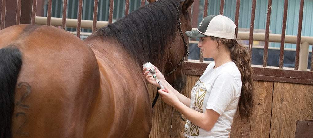 The Essentials of Horse Vaccinations