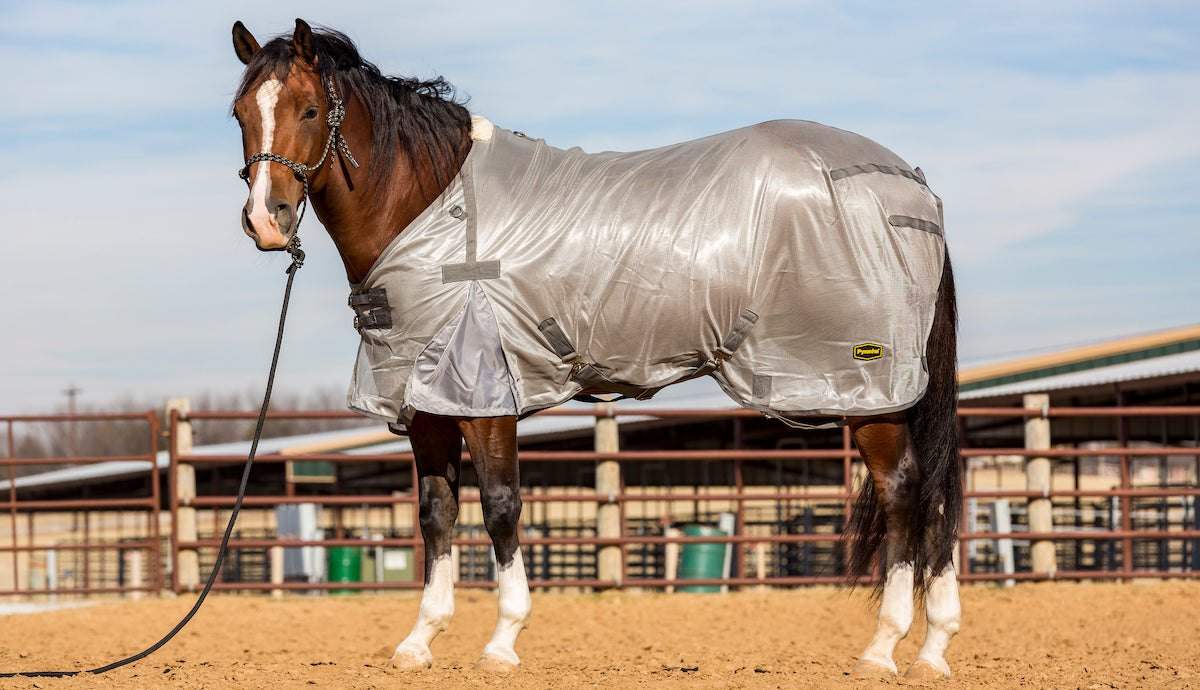 Your Guide to Fly Protection for Horses