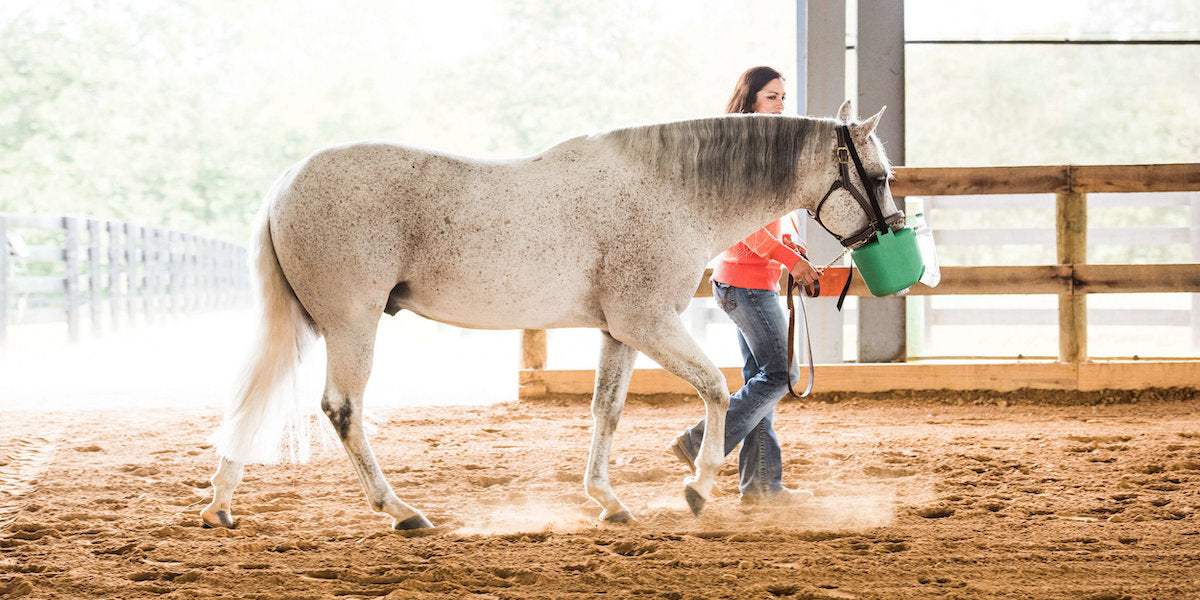 Understanding the Importance of an Equine Nebulizer