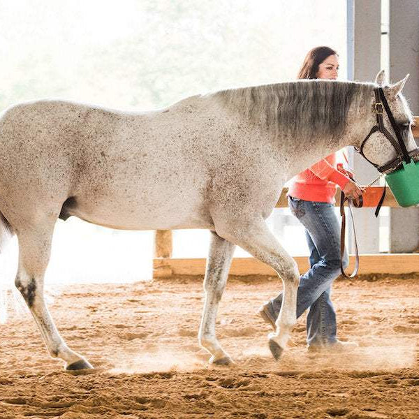 Understanding the Importance of an Equine Nebulizer