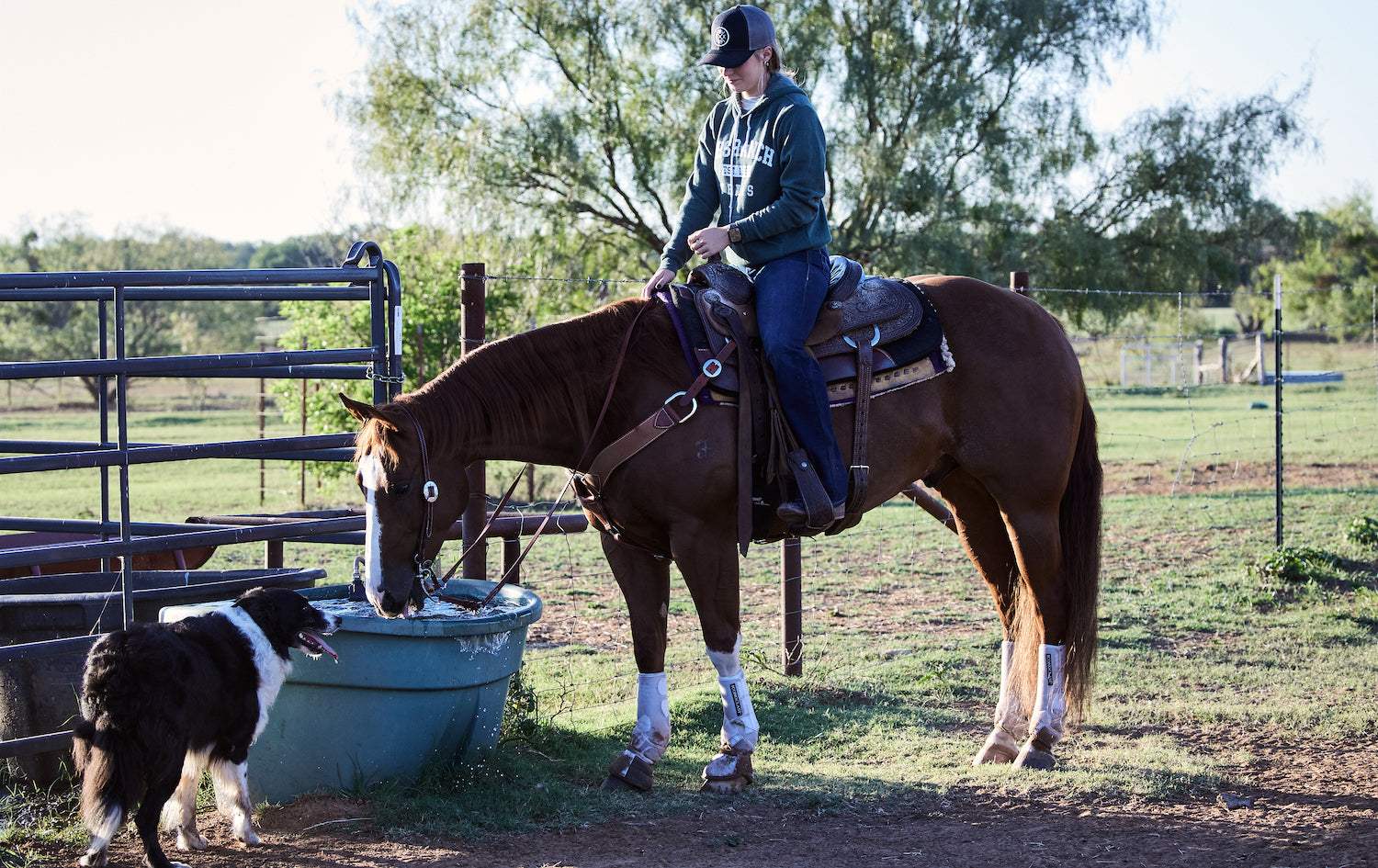 How to Introduce Dogs & Horses to Each Other