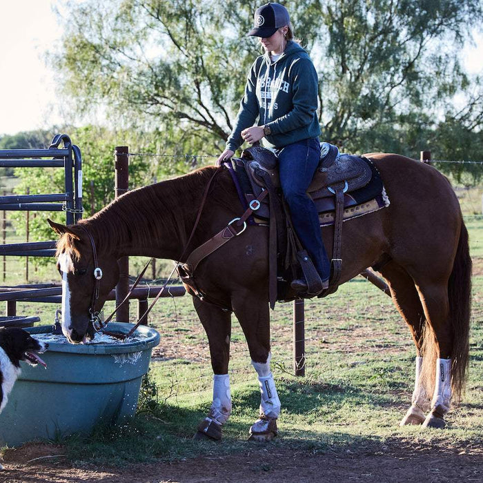 How to Introduce Dogs & Horses to Each Other