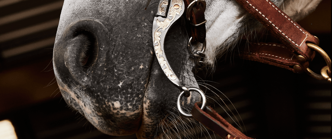 Horse Bit Types & Bit Fitting