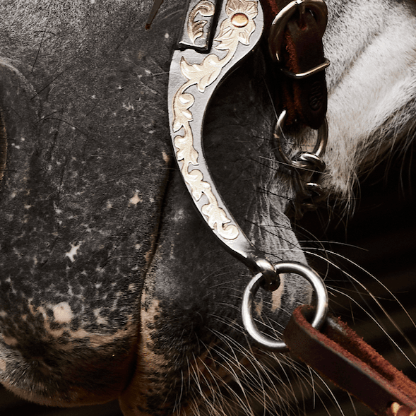 Horse Bit Types & Bit Fitting