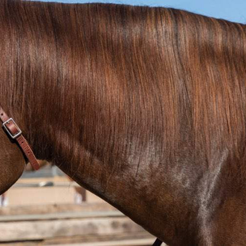 Summer Solutions for Horse Owners