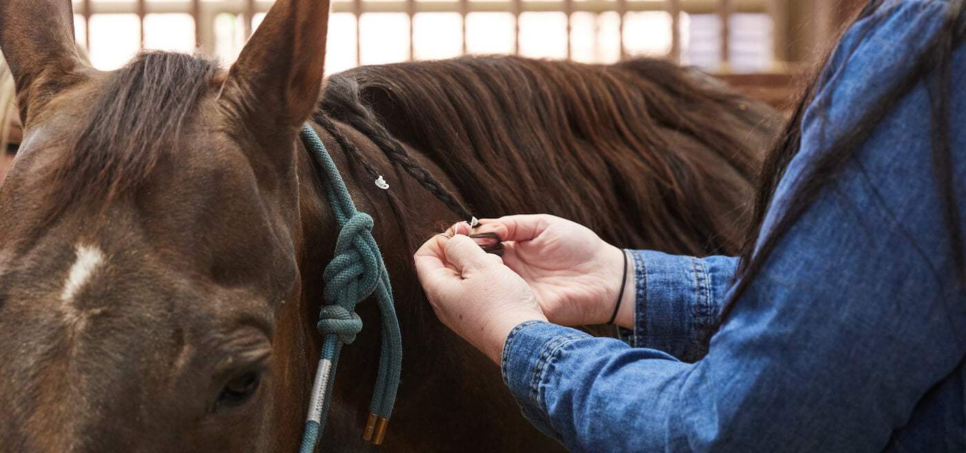 Guide to Braiding & Plaiting Your Horse's Mane & Tail