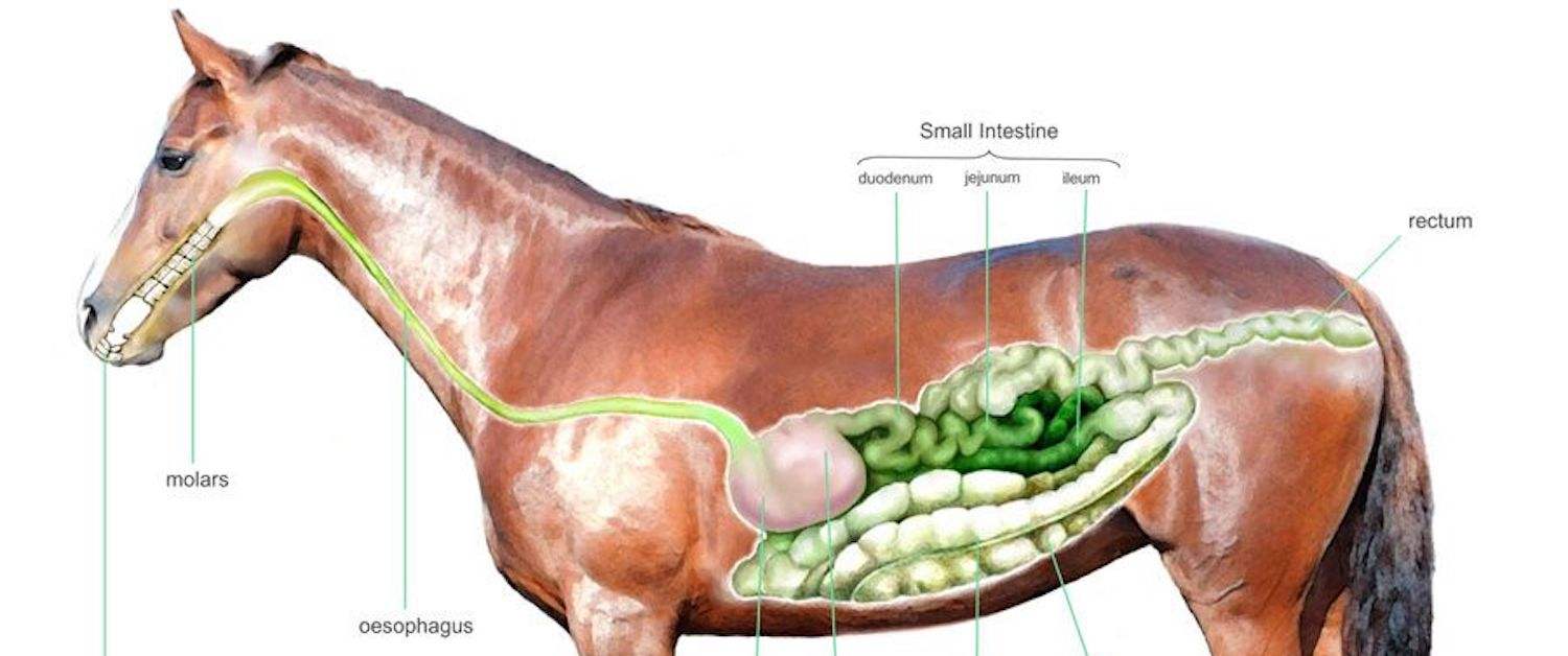 Understanding the Signs of Colic