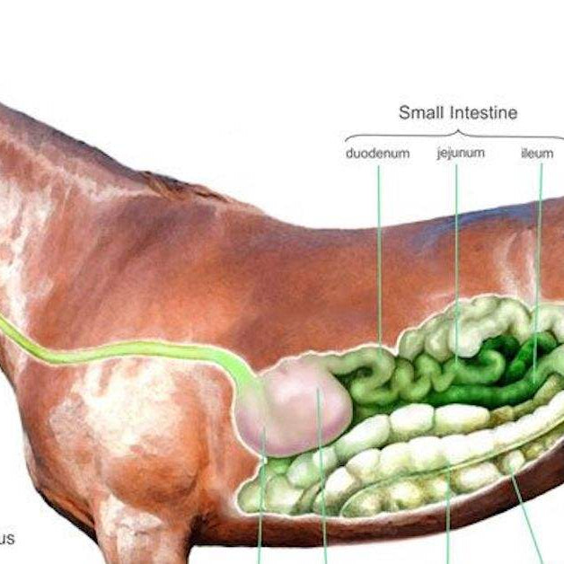 Understanding the Signs of Colic