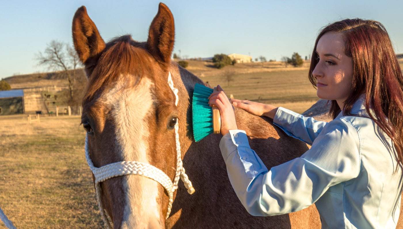 How to Help Shed your Horse's Winter Coat