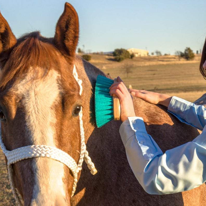 How to Help Shed your Horse's Winter Coat