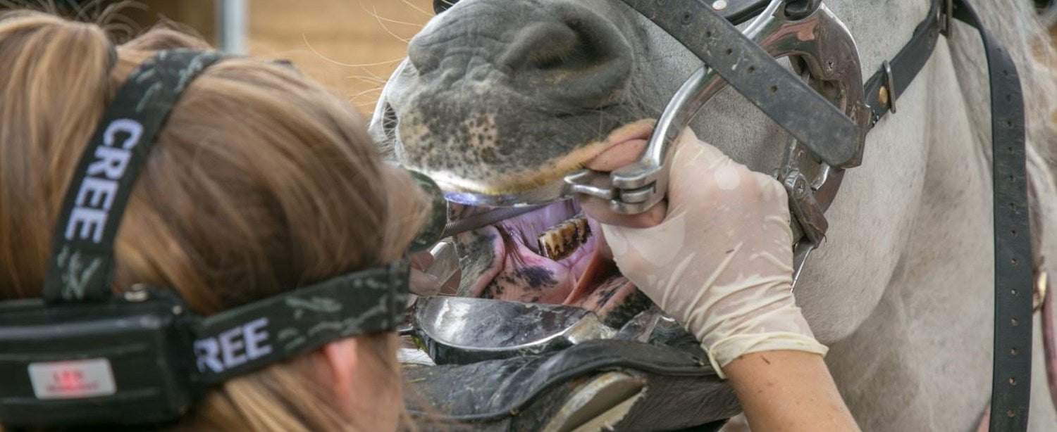 Equine Dentistry : Teeth Floating