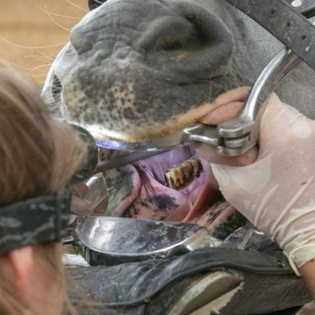 Equine Dentistry : Teeth Floating