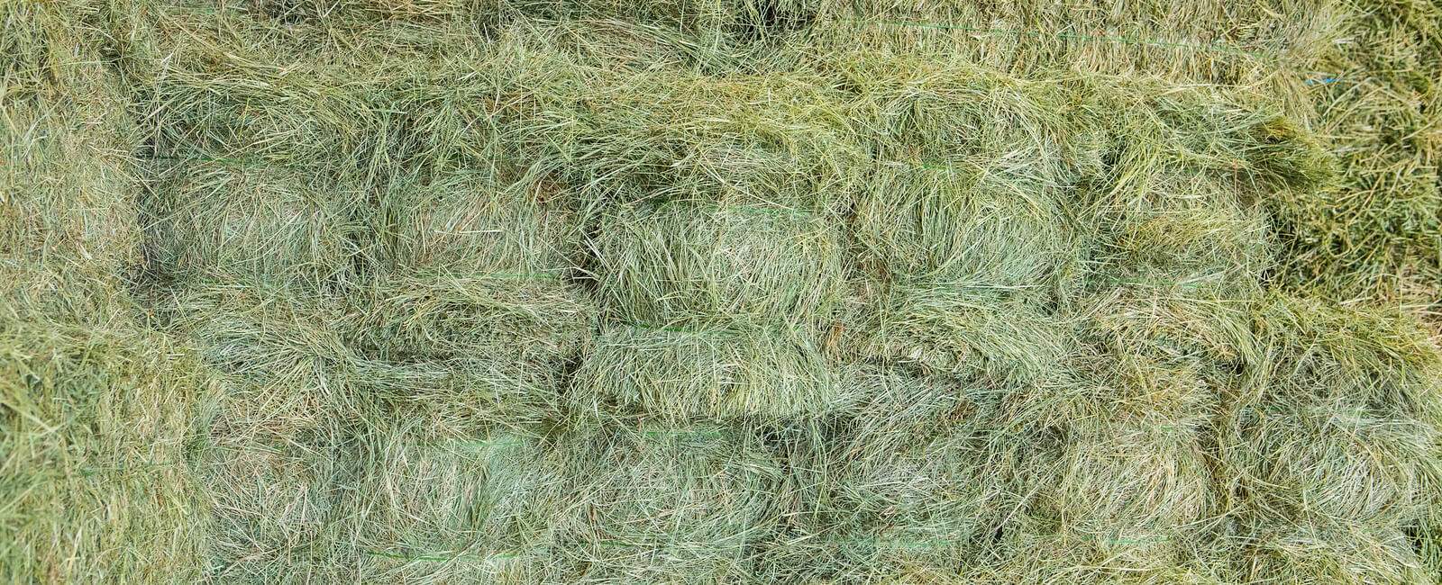 Hay Feeding Essentials: Types, Alternatives & Feeding Practices