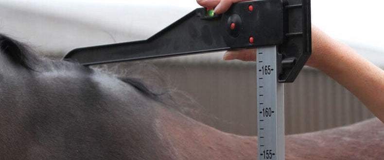 Measuring a Horse's Height Using a Height Measuring Stick 