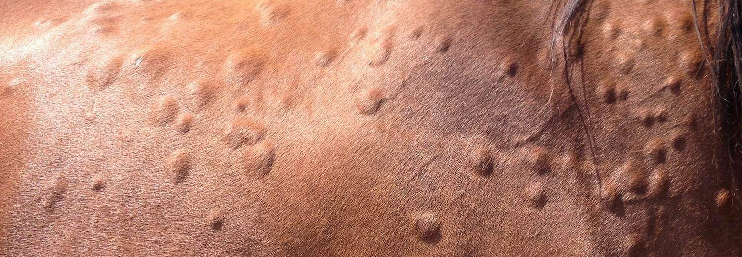 Tackling Equine Allergies