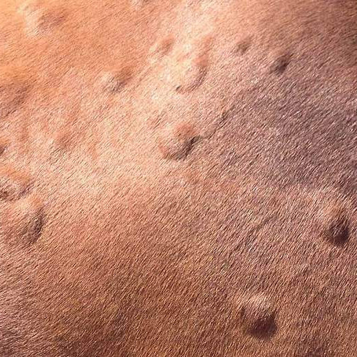 Tackling Equine Allergies