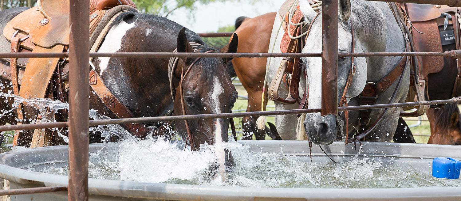 Keeping Horses Comfortable in Hot Weather