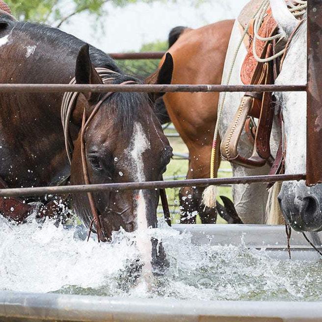 Keeping Horses Comfortable in Hot Weather