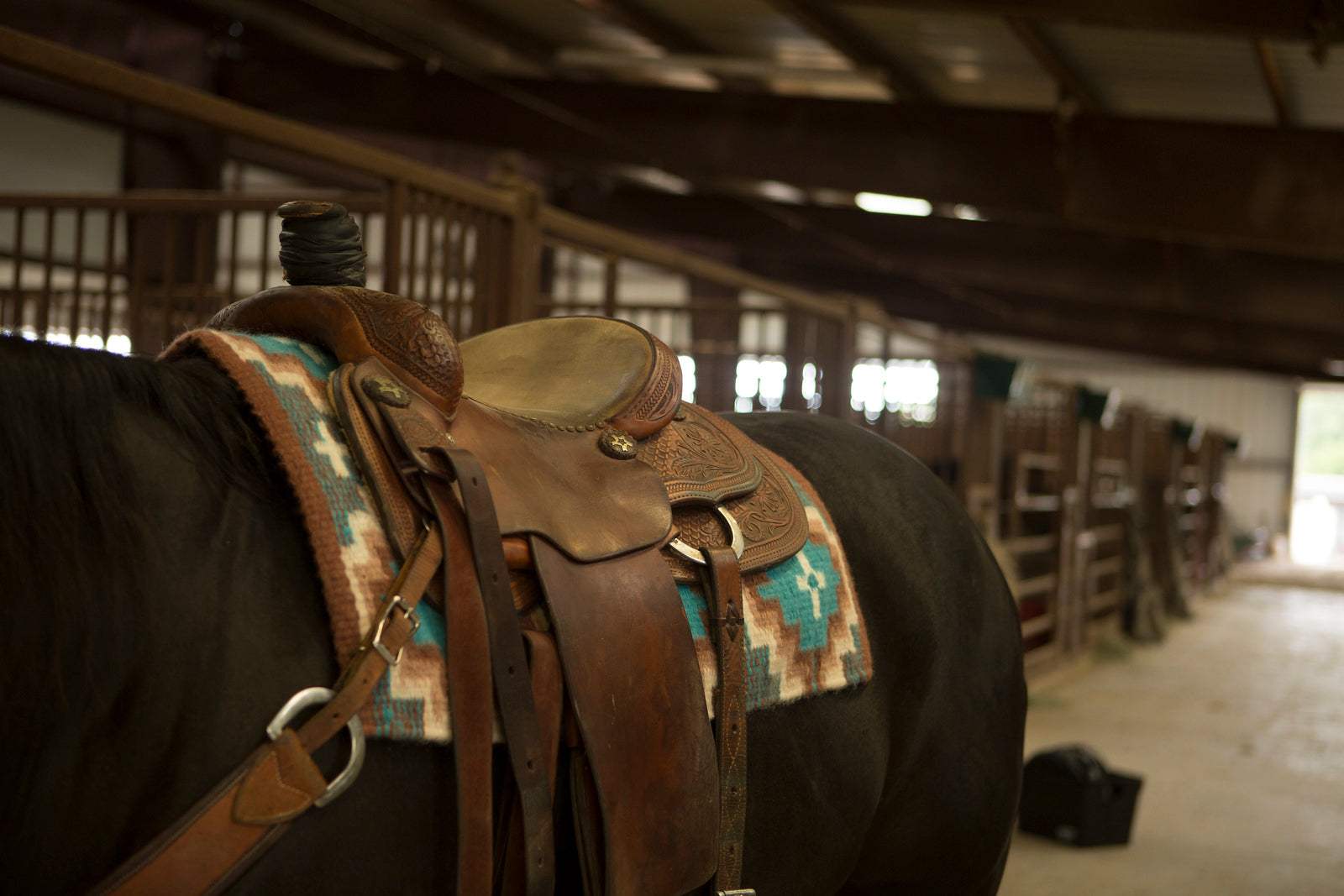 Saddle Care Secrets: Keep Your Saddle Like New!