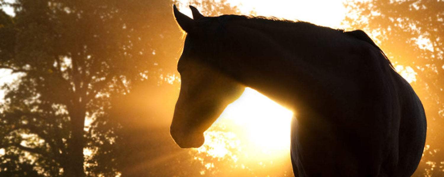 Sun Protection for both Horse and Rider