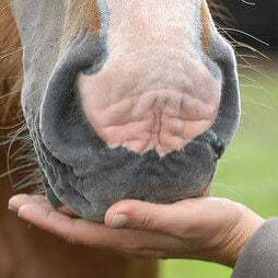 Feeding Horse Treats