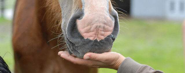 Feeding Horse Treats