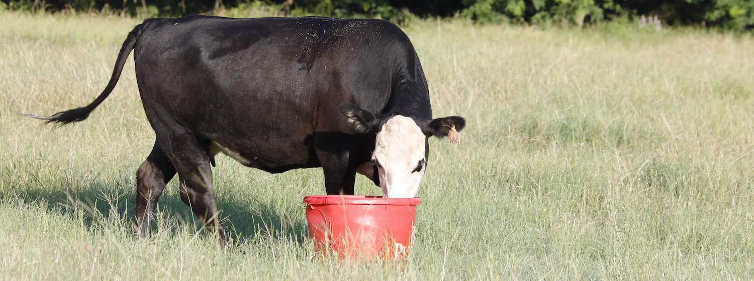 All About Livestock Protein Tubs